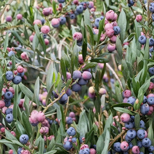 Olive ‘Arbequina’ – Olea europaea Live Olive Tree | 2 Feet Tall | Includes 6" Pot  Mediterranean Variety | Evergreen Foliage | Container Friendly