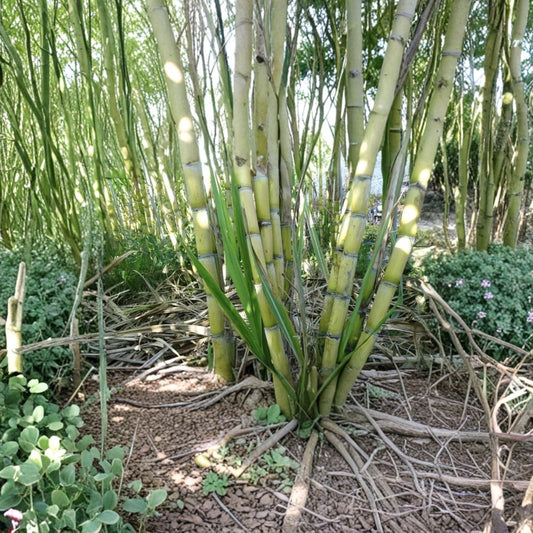 Sugarcane Live Plant Cuttings – 2 Rooted Sugar Cane Stalks With Leaves | Tropical Edible Plant | Easy to Grow Garden Starter