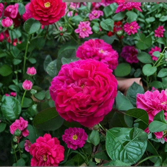 Rosa Damascena Cuttings – Damask Rose | 5 Unrooted Cuttings | ~12 cm Length | Fragrant Heirloom Rose | Perfume & Garden Favorite