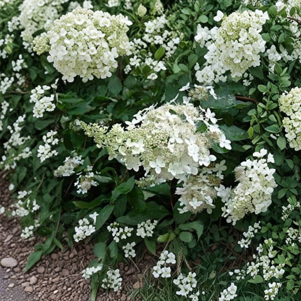 Hydrangea paniculata – Live Starter Plant | 7–10 Inches Tall | Includes Nursery Pot Cream to Pink Blooms | Hardy Shrub | Summer Flowering