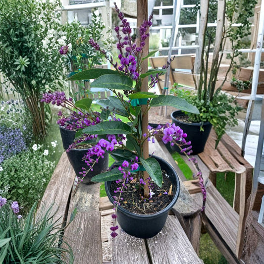 Hardenbergia violacea – Purple Coral Pea Vine Live Vine | 3–4 Feet Tall | Ships in 3 Gallon Pot  Fast Growing Climber | Violet Winter Blooms | Evergreen Flowering Vine