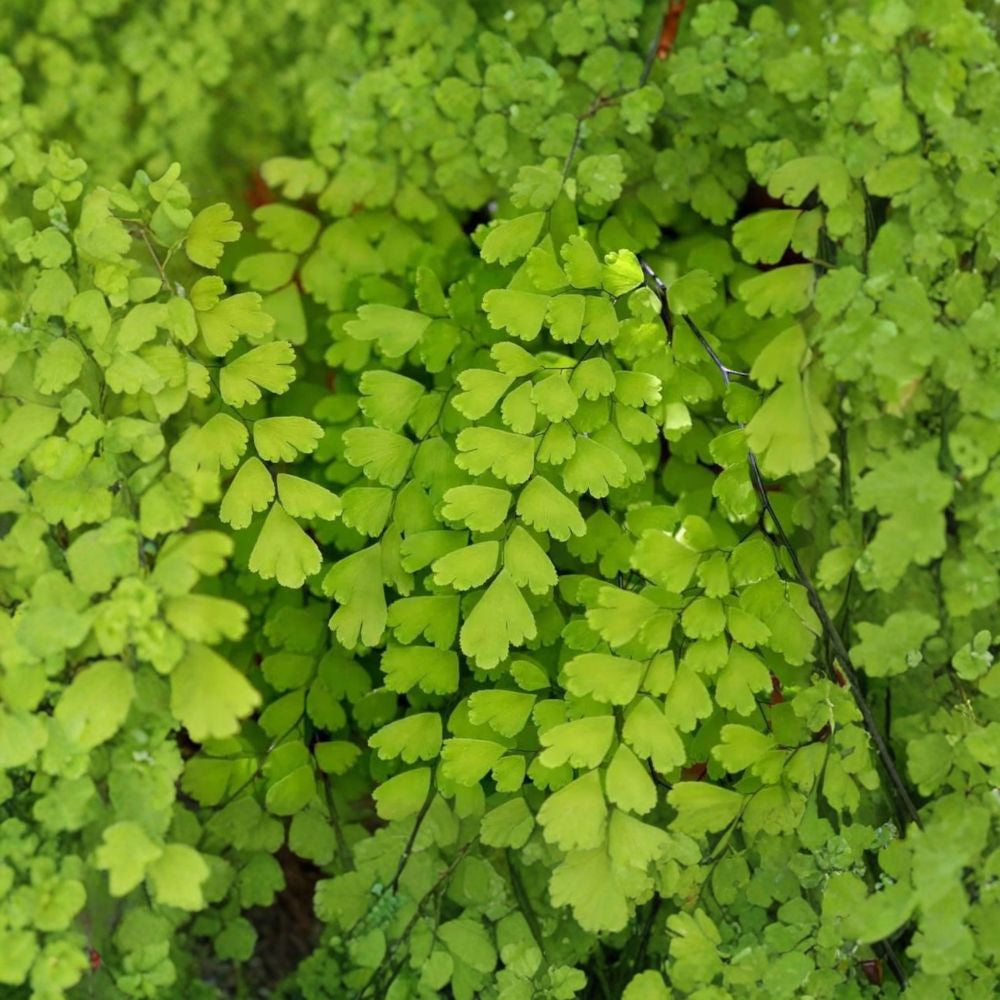 Southern Maidenhair Fern – Adiantum capillus-veneris Live Plant | 4 Inches Tall | Ships in 3" Pot  Delicate Lacy Foliage | Shade Loving | Elegant Indoor or Garden Accent