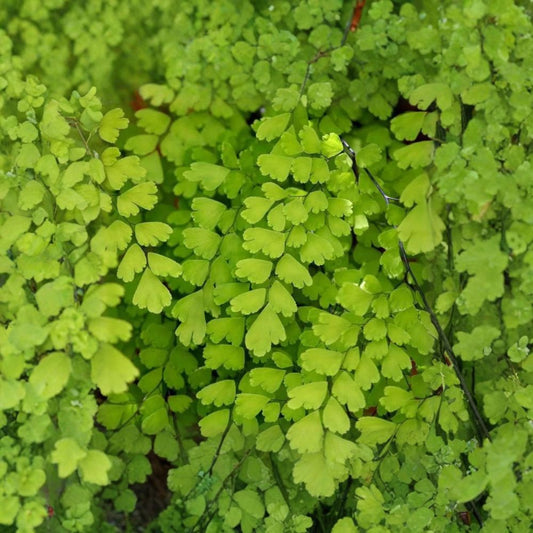 Southern Maidenhair Fern – Adiantum capillus-veneris Live Plant | 4 Inches Tall | Ships in 3" Pot  Delicate Lacy Foliage | Shade Loving | Elegant Indoor or Garden Accent