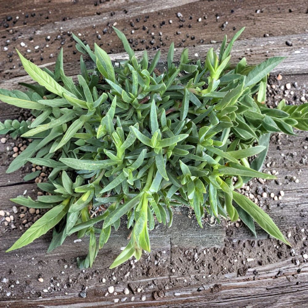 Ice Plant Cuttings – 25 Unrooted Purple Flower Ground Cover | Hardy Succulent Plant | Drought Tolerant Landscaping