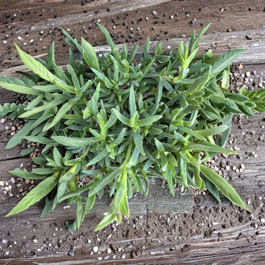 Ice Plant Cuttings – 25 Unrooted Purple Flower Ground Cover | Hardy Succulent Plant | Drought Tolerant Landscaping