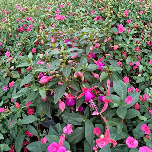 Fuchsia Jollies ‘Nancy’ Live Flowering Plant | Shipped in 4 Inch Pot  Purple, Pink & White Blooms | Shade Loving | Great for Hanging Baskets