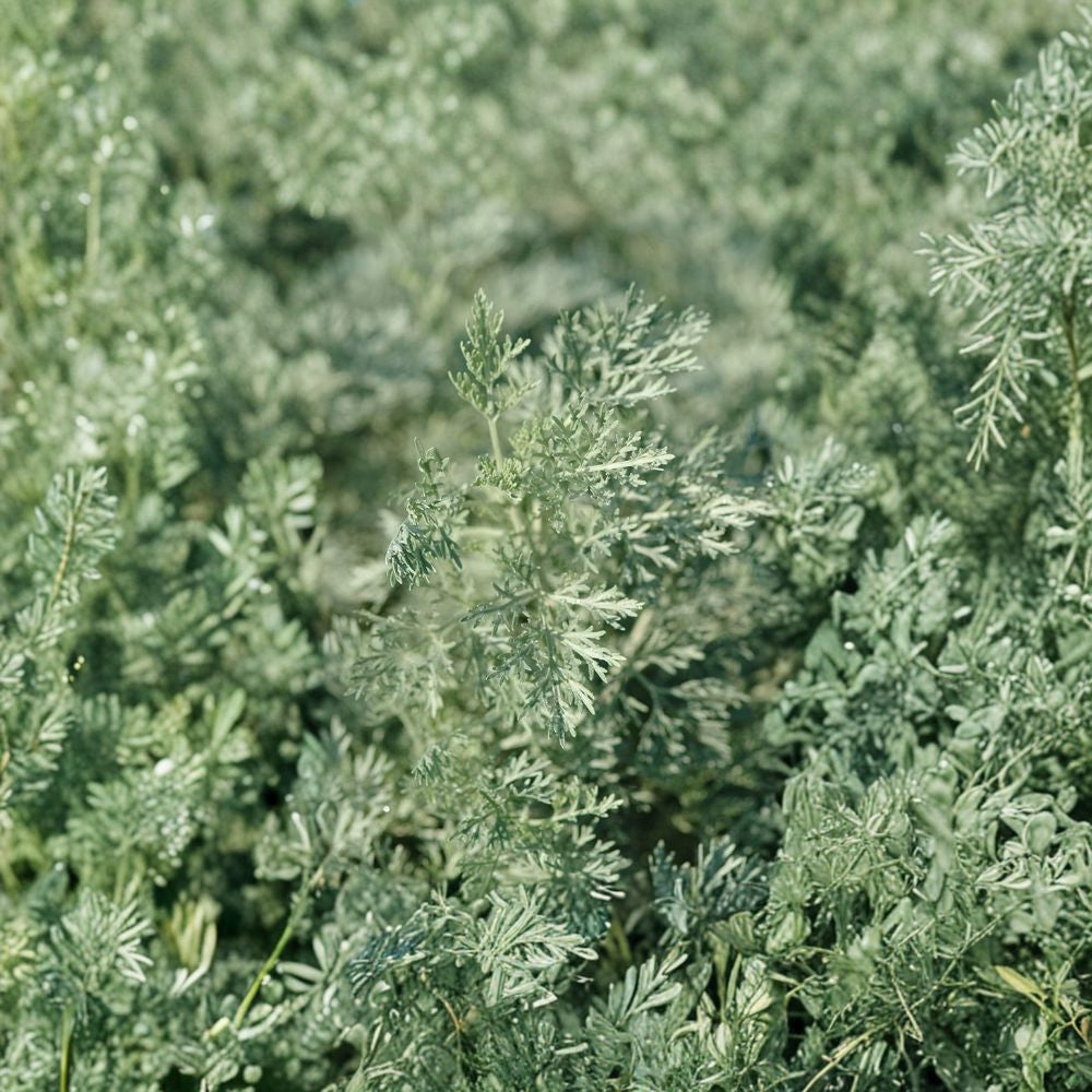 Wormwood Herb – Artemisia absinthium Live Herb Plant | 1 Foot Tall | Includes 6" Pot  Aromatic Silver Foliage | Traditional Herb | Hardy Perennial