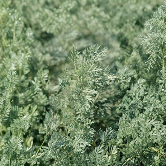 Wormwood Herb – Artemisia absinthium Live Herb Plant | 1 Foot Tall | Includes 6" Pot  Aromatic Silver Foliage | Traditional Herb | Hardy Perennial