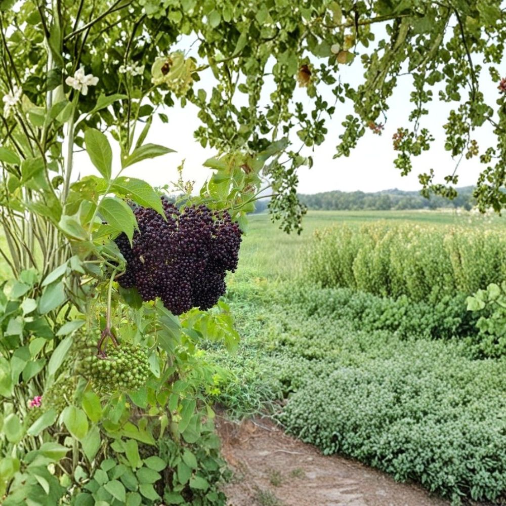 Elderberry Cuttings – 8 Unrooted Black Elderberry Cuttings | Sambucus Fruit Plant | Edible Garden Shrub | Easy to Grow