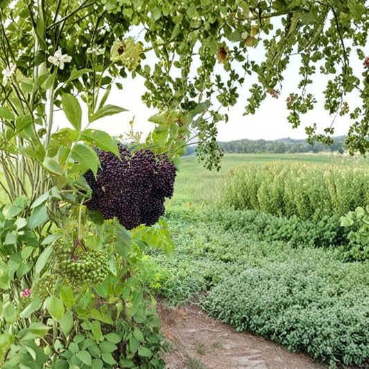 Elderberry Cuttings – 8 Unrooted Black Elderberry Cuttings | Sambucus Fruit Plant | Edible Garden Shrub | Easy to Grow
