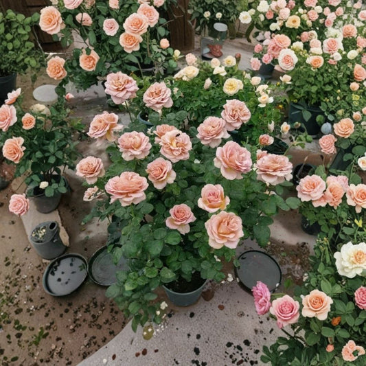 Cafe Latte Rose Cuttings – Rare Beige Brown Rose | 3 Unrooted Cuttings for Rooting or Grafting | Unique Garden Rose