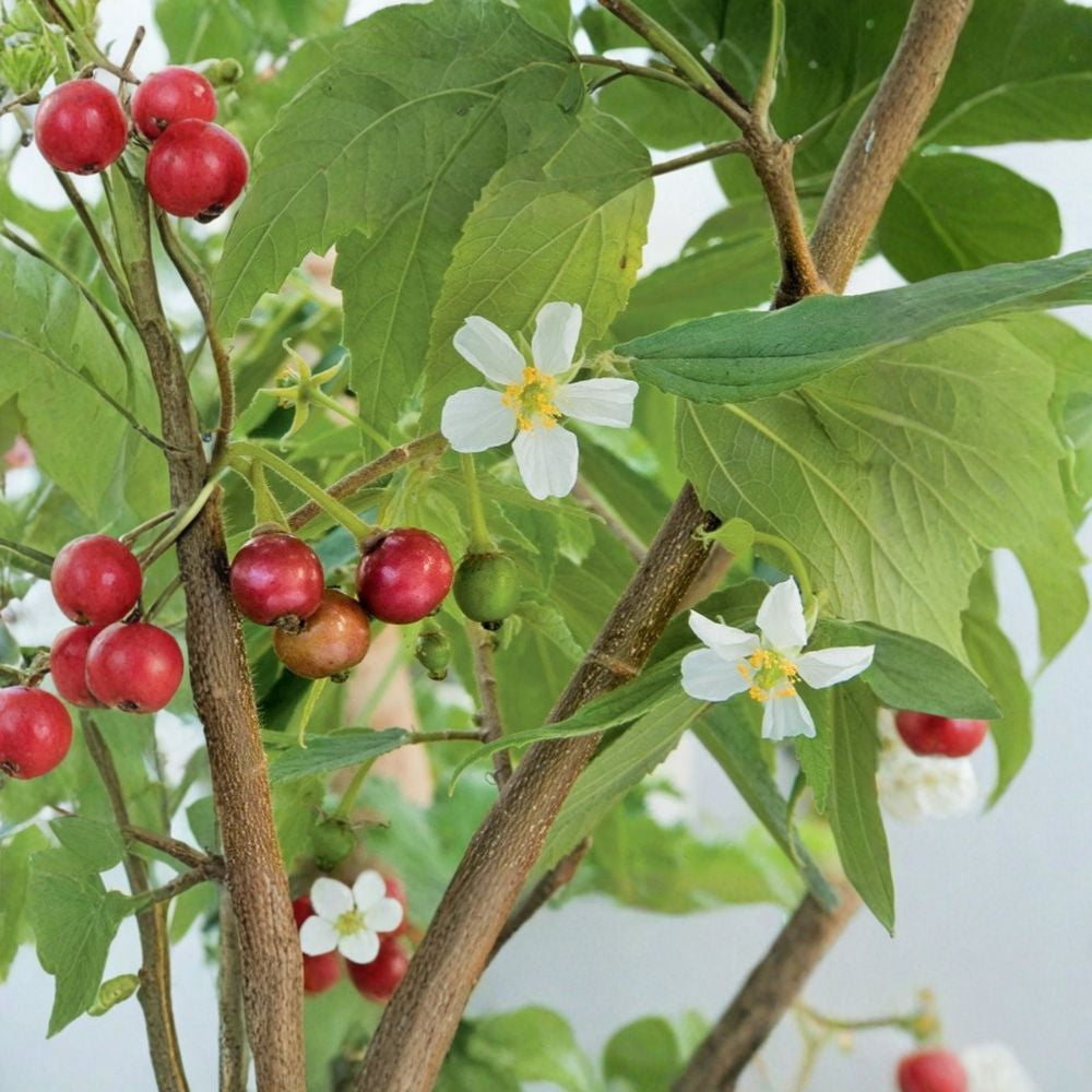 Strawberry Tree – Muntingia calabura Live Tree | 2–3 Feet Tall | Ships in 3 Gallon Pot  Sweet Cotton Candy Flavor | Fast Growing | Ornamental Shade Tree