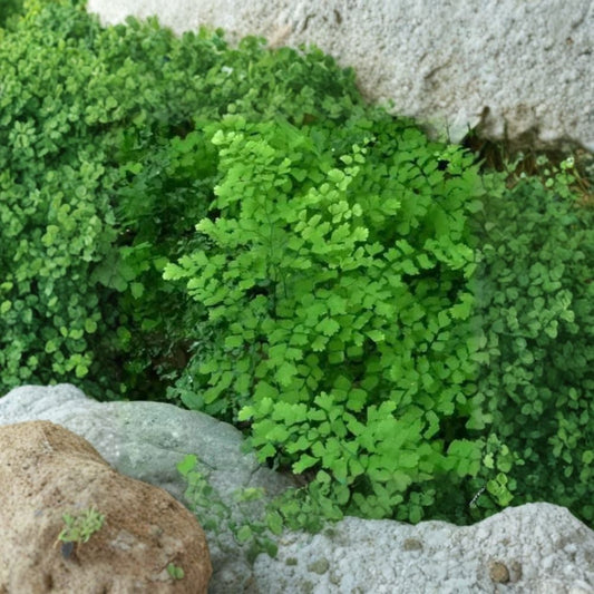 Southern Maidenhair Fern – Adiantum capillus-veneris Live Plant | 1 Foot Tall | Ships in 6" Pot  Lush Lacy Fronds | Shade Loving | Elegant Indoor & Garden Fern