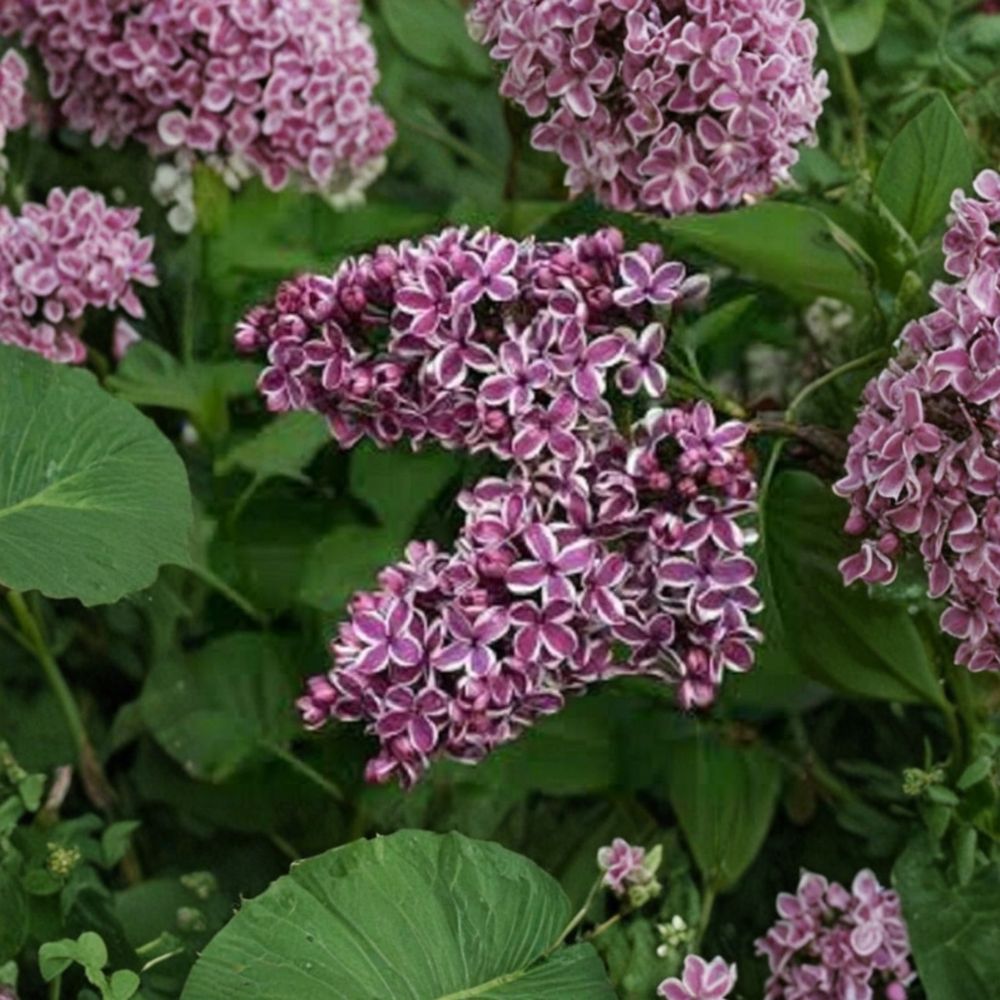 Syringa ‘Sensation’ – Fragrant Picotee Lilac Live Starter Plant | 6–8 Inches Tall | Includes Nursery Pot White-Edged Purple Blooms | Cut Flower Favorite | Easy to Grow