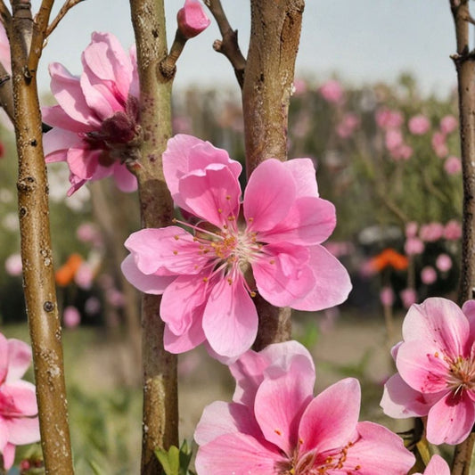 Early Pink Flowering Peach Live Ornamental Tree | 3–4 Feet Tall | Shipped in 3 Gallon Pot  Bright Pink Spring Blossoms | Fast Growing | Chinese New Year Favorite