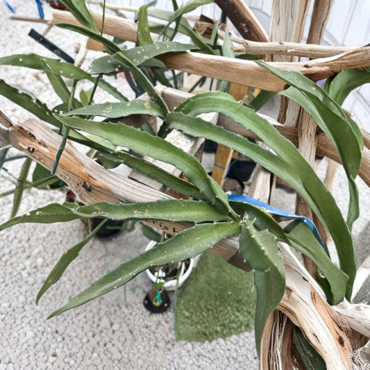 Coco Irish Dragon Fruit Cutting – Hylocereus sp. | 1 Unrooted Cutting | 8–12 Inches Long | Exotic Pitaya Cactus | Rare Fruit Variety