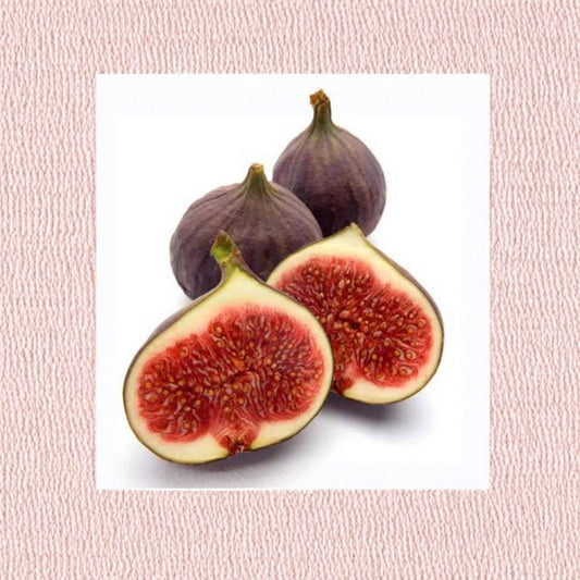 Fig ‘Texas Everbearing’ – Ficus carica Live Fruit Tree | 2 Feet Tall | Includes 6" Pot  Two Harvests Per Year | Sweet Purple Figs | Self-Fruitful