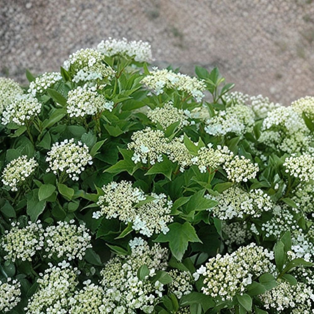 Viburnum trilobum – American Cranberry Live Starter Plant | 5–7 Inches Tall | Includes Nursery Pot Edible Red Berries | Wildlife Friendly Shrub | Easy to Grow