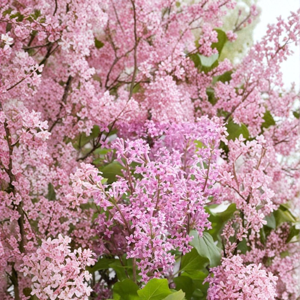 Syringa ‘Flowerfesta Pink’ – Dwarf Lilac Live Starter Plant | 7 Inches Tall | Reblooming Pink Flowers | Fragrant Compact Shrub | Patio Garden Friendly