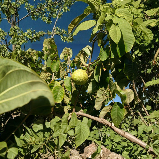 Booth Cherimoya Seedling – Annona cherimola Live Seedling | 2 Feet Tall | Ships in Plastic Bag  Great for Atemoya Rootstock | Healthy Starter Plant | Tropical Fruit Tree