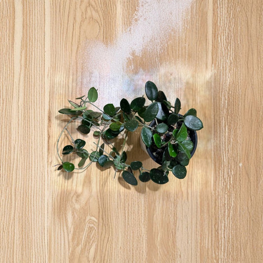 Hoya Mathilde Cutting – 2 Node Fresh Cutting | Rare Hoya Hybrid | Wax Plant | Easy Indoor Propagation