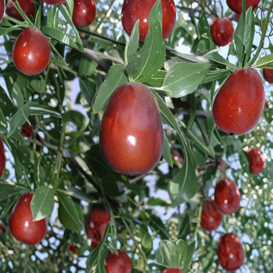 Jujube ‘Lang’ – Ziziphus jujuba Grafted Live Tree | 1–2 Feet Tall | Includes 6" Pot  Large Pear-Shaped Fruit | Sweet When Dried | Hardy & Productive