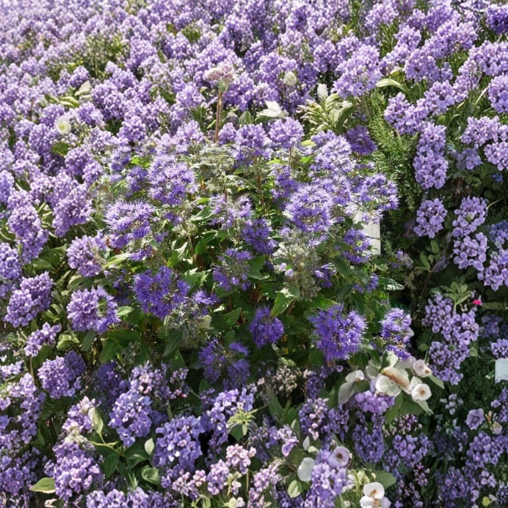 Caryopteris ‘Grand Bleu’ – Bluebeard Live Starter Plant | 3–4 Inches Tall | Includes Nursery Pot Deep Blue Blooms | Pollinator Friendly Shrub | Easy to Grow