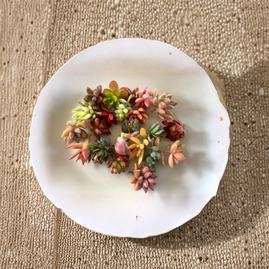 Mini Succulent Cuttings – 20 Pack Small Succulent Pieces | Colorful Arrangement Plants | DIY Decor & Wedding Favors | Easy to Grow