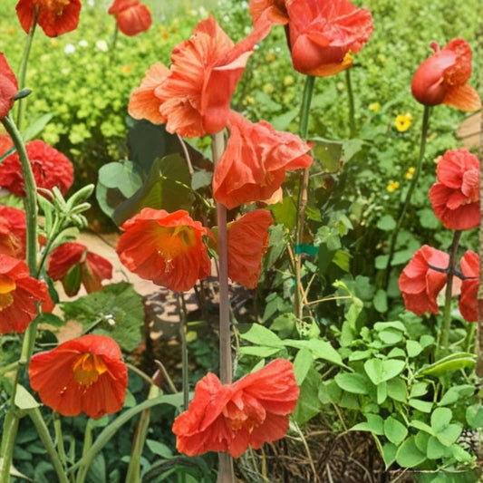 Abutilon ‘Apricot’ – Abutilon hybrid Live Flowering Shrub | 1–2 Feet Tall | Includes 6" Pot  Soft Apricot Blooms | Pendant Lantern Flowers | Tropical Accent