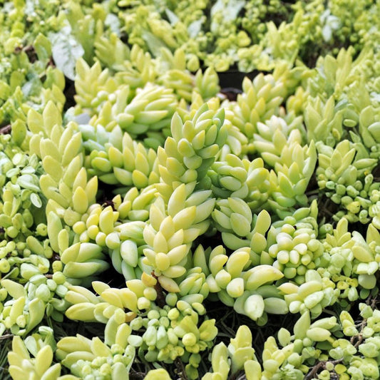 Burro’s Tail Succulent Cuttings – 3 Unrooted Sedum Morganianum | Trailing Succulent Plant | Beginner Friendly | Easy Care