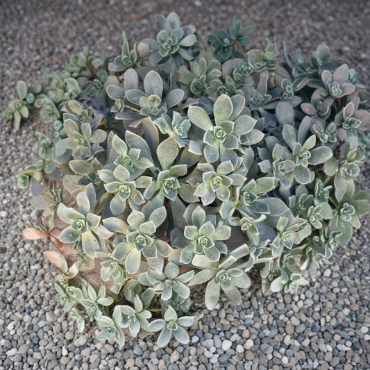 Aeonium Haworthii Cuttings – 4 Succulent Cuttings | Pinwheel Succulent | Drought Tolerant Plant | Easy Beginner Succulent