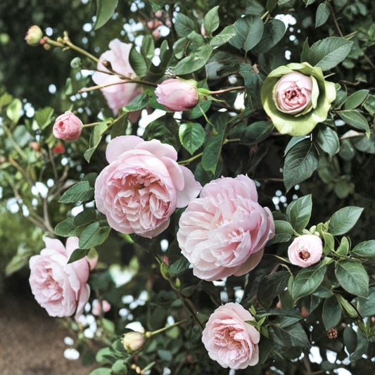 Pink Climbing Rose Cuttings – Rosa sp. | Unrooted 5–8 Inch Cuttings | Pale Pink Fragrant Blooms | Repeat Flowering Garden Rose | Buy More Save More