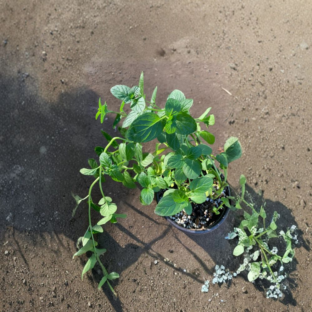 Thai Basil – Ocimum basilicum var. thyrsiflora Live Herb Plant | Ships in 3 Inch Pot | Fresh Culinary Herb  Aromatic Leaves | Perfect for Asian Dishes | Easy to Grow