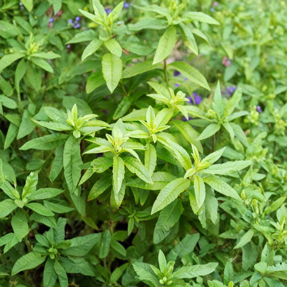 Lemon Verbena – Aloysia triphylla (Aloysia citriodora) Live Herb Plant | 1–2 Feet Tall | Ships in 3 Gallon Pot  Intense Lemon Fragrance | Culinary & Tea Herb | Garden Favorite