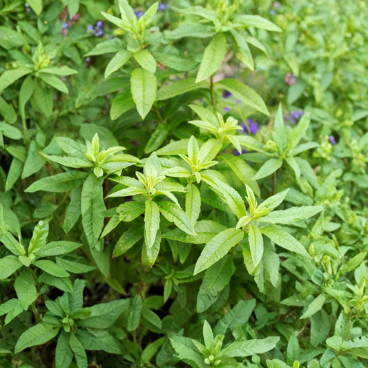 Lemon Verbena – Aloysia triphylla (Aloysia citriodora) Live Herb Plant | 1–2 Feet Tall | Ships in 3 Gallon Pot  Intense Lemon Fragrance | Culinary & Tea Herb | Garden Favorite