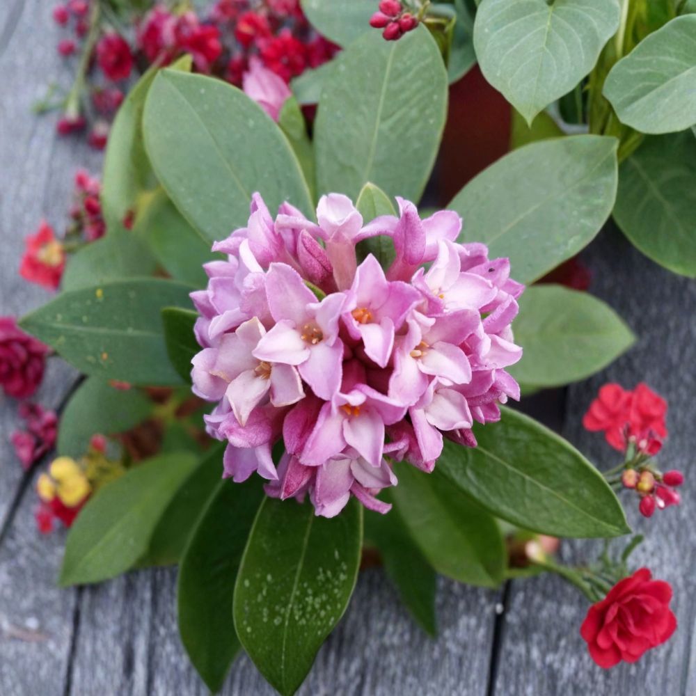 Daphne ‘Sweet Amethyst’ – Fragrant Evergreen Live Starter Plant | 9–11 Inches Tall | Includes Nursery Pot Winter Bloom Shrub | Shade Garden Favorite | Easy to Grow