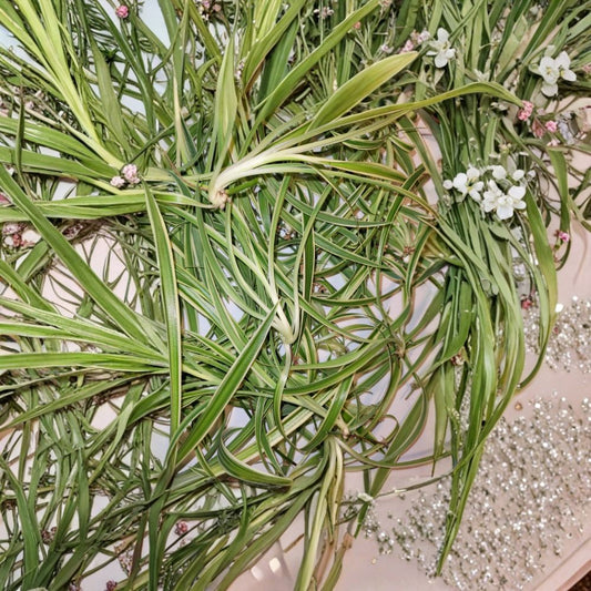 Reverse Variegated Spider Plant Cuttings – Chlorophytum comosum | 2 Unrooted Babies | Easy to Grow Houseplant | Air Purifying Indoor Plant
