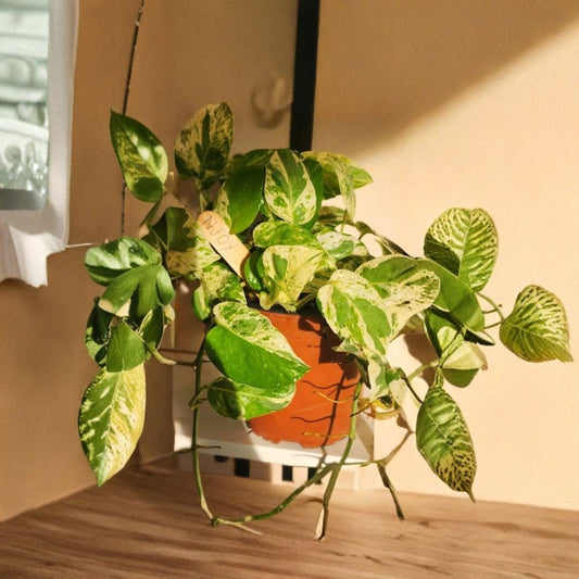 NJoy Pothos Rooted Cuttings – 3 Live Variegated Pothos Plants | Epipremnum Aureum | Easy Indoor Houseplant | Beginner Friendly