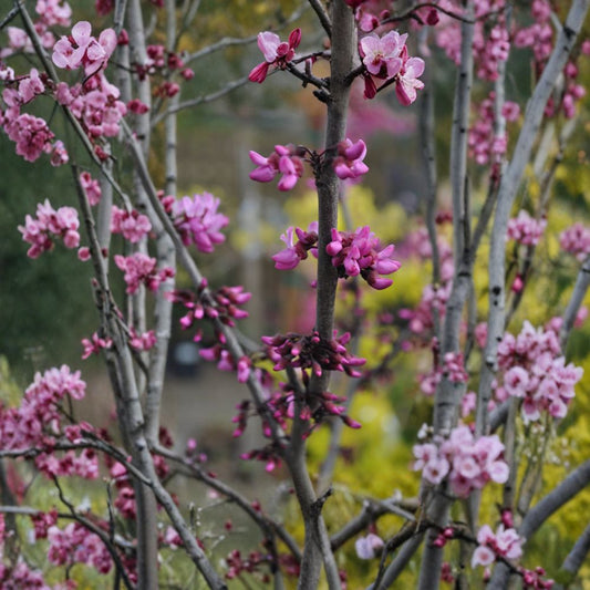 Eastern Redbud ‘Merlot’ – Cercis canadensis ‘Merlot’ Live Ornamental Tree | 2–3 Feet Tall | Includes 3 Gallon Pot  Deep Burgundy Foliage | Spring Pink Blooms | Compact Landscape Tree