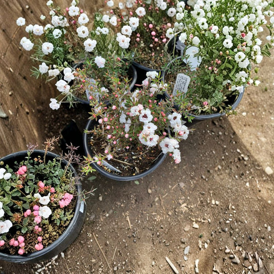 Leptospermum ‘Pink Pearl’ – Leptospermum scoparium Live Evergreen Shrub | 1–2 Feet Tall | Includes 6" Pot  Soft Pink Blooms | Tea Tree Variety | Compact Landscape Accent