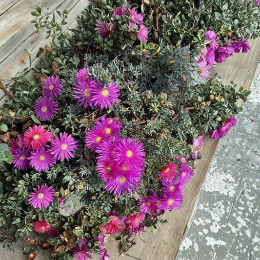 Cooper’s Ice Plant Cuttings – 15 Unrooted Delosperma Cooperi Magenta Purple | Succulent Ground Cover | Drought Tolerant Plant