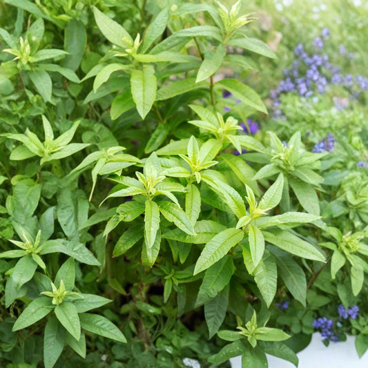 Lemon Verbena – Aloysia triphylla (Aloysia citriodora) Live Herb Plant | Ships in 3" Pot  Fresh Lemon Scent | Perfect for Tea & Culinary Use | Compact Starter Plant