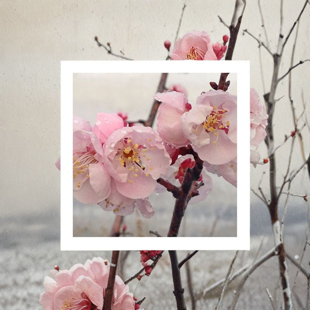 Prunus mume ‘Bongo’ – Flowering Apricot (Ume) Live Ornamental Tree | 3–4 Feet Tall | Includes 3 Gallon Pot  Fragrant Pinkish-White Blooms | Large Ornamental Fruit | Early Spring Beauty