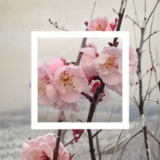 Prunus mume ‘Bongo’ – Flowering Apricot (Ume) Live Ornamental Tree | 3–4 Feet Tall | Includes 3 Gallon Pot  Fragrant Pinkish-White Blooms | Large Ornamental Fruit | Early Spring Beauty