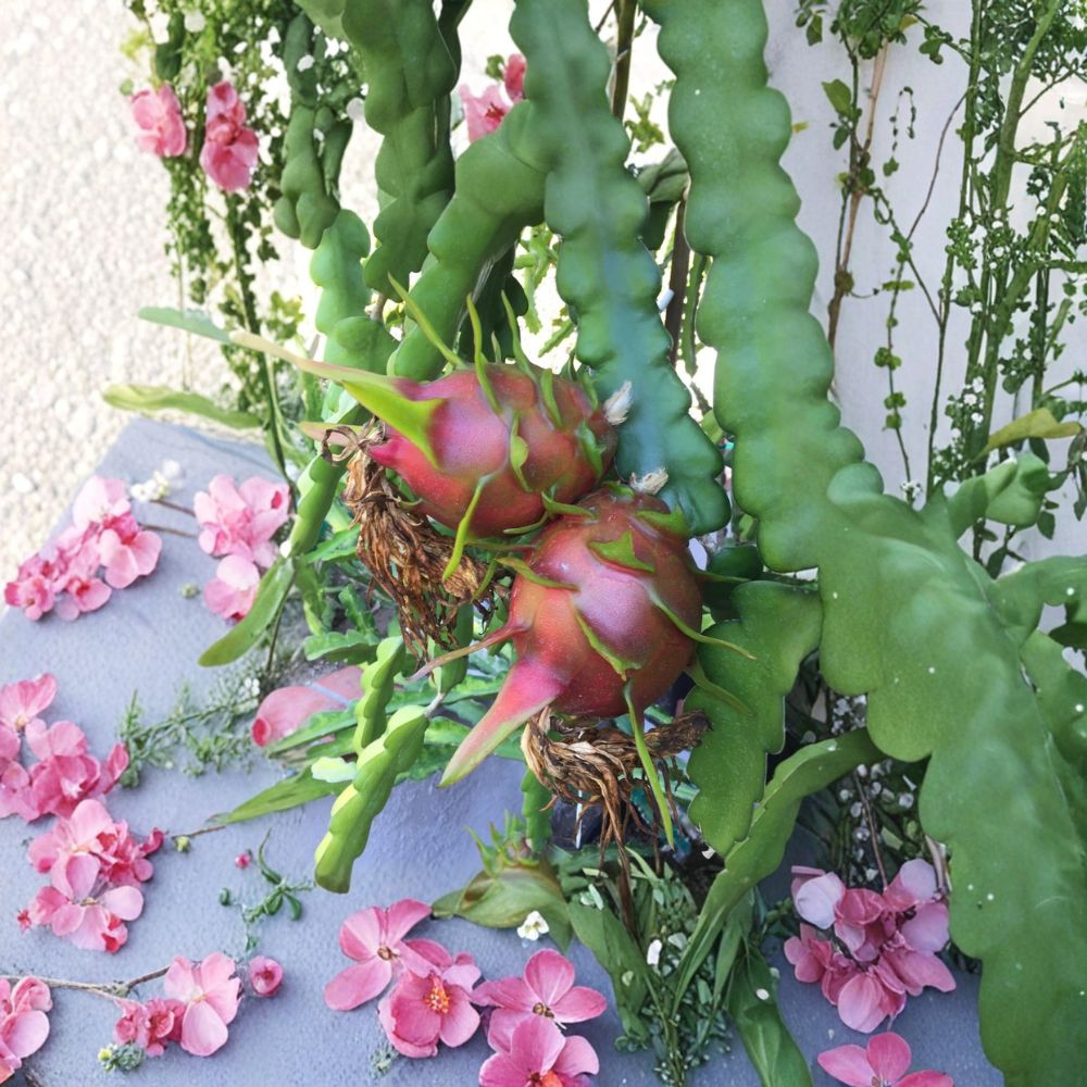Red Dragon Fruit Cuttings – Condor Variety | 2 Unrooted Stem Cuttings | 9–14 Inches Long | Sweet Pink Flesh Pitaya | Fast Growing Cactus