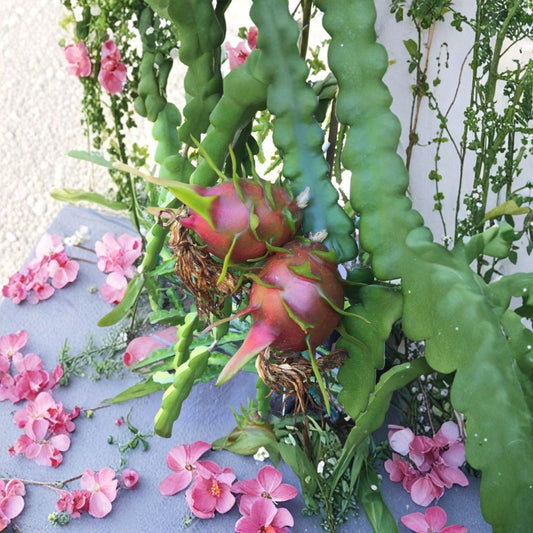 Red Dragon Fruit Cuttings – Condor Variety | 2 Unrooted Stem Cuttings | 9–14 Inches Long | Sweet Pink Flesh Pitaya | Fast Growing Cactus