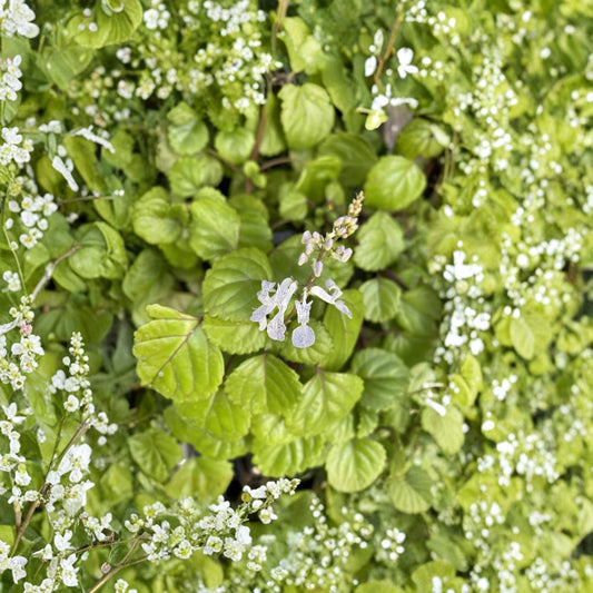 Swedish Ivy Cuttings – 12 Unrooted Plectranthus Verticillatus | Trailing Houseplant | Easy Care Indoor Plant | Fast Growing