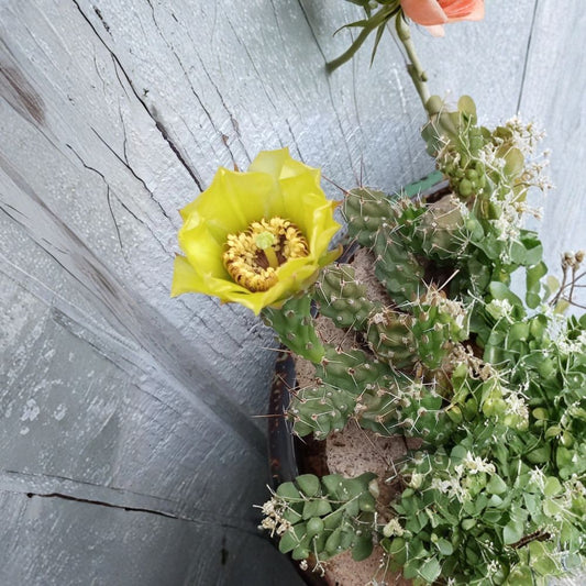 Grusonia bulbispina Cuttings – Rare Durango Cactus | 4 Unrooted Pads | Mat Forming Prickly Pear | Yellow Flowering Succulent