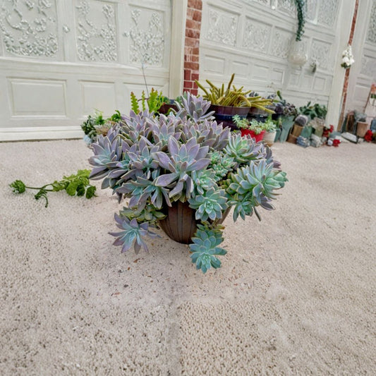 Succulent Cuttings Variety Pack – 8 Assorted Succulent & Cactus Plants | String of Pearls & More | Rare Mixed Collection | Easy Care Indoor Plants