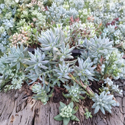 Sedum ‘Blue Spruce’ Cuttings – Sedum reflexum | 20 Unrooted Cuttings | Blue Green Trailing Succulent | Cold Hardy Ground Cover